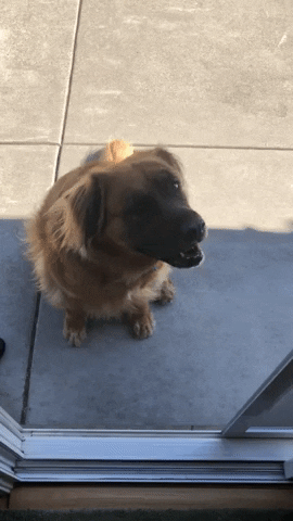 cooper